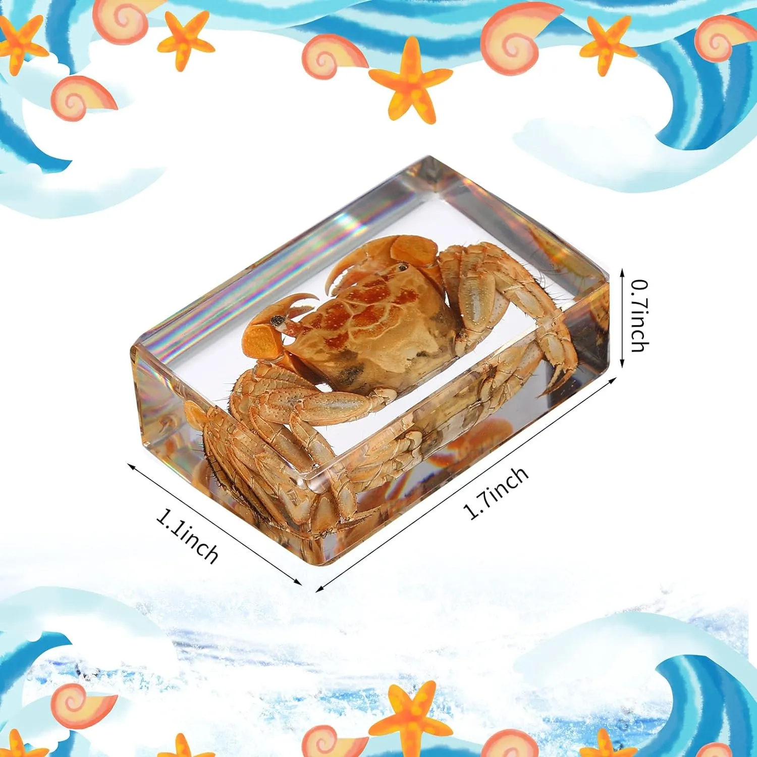 16 Pcs Ocean Animal Insect in Resin Specimen Bugs Collection Paperweights16 Styles Real Bug Specimen Bug Kit Preserved in Resin for Scientific Educational Display Supplies (Ocean)