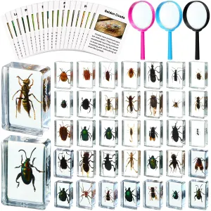 36 Pcs Insect in Resin Specimen Bugs Discovery Kit Collection Paperweight Bug with Information Flash Cards Preserved in Resin with 3 Magnifier for Scientific Educational Display Supplies