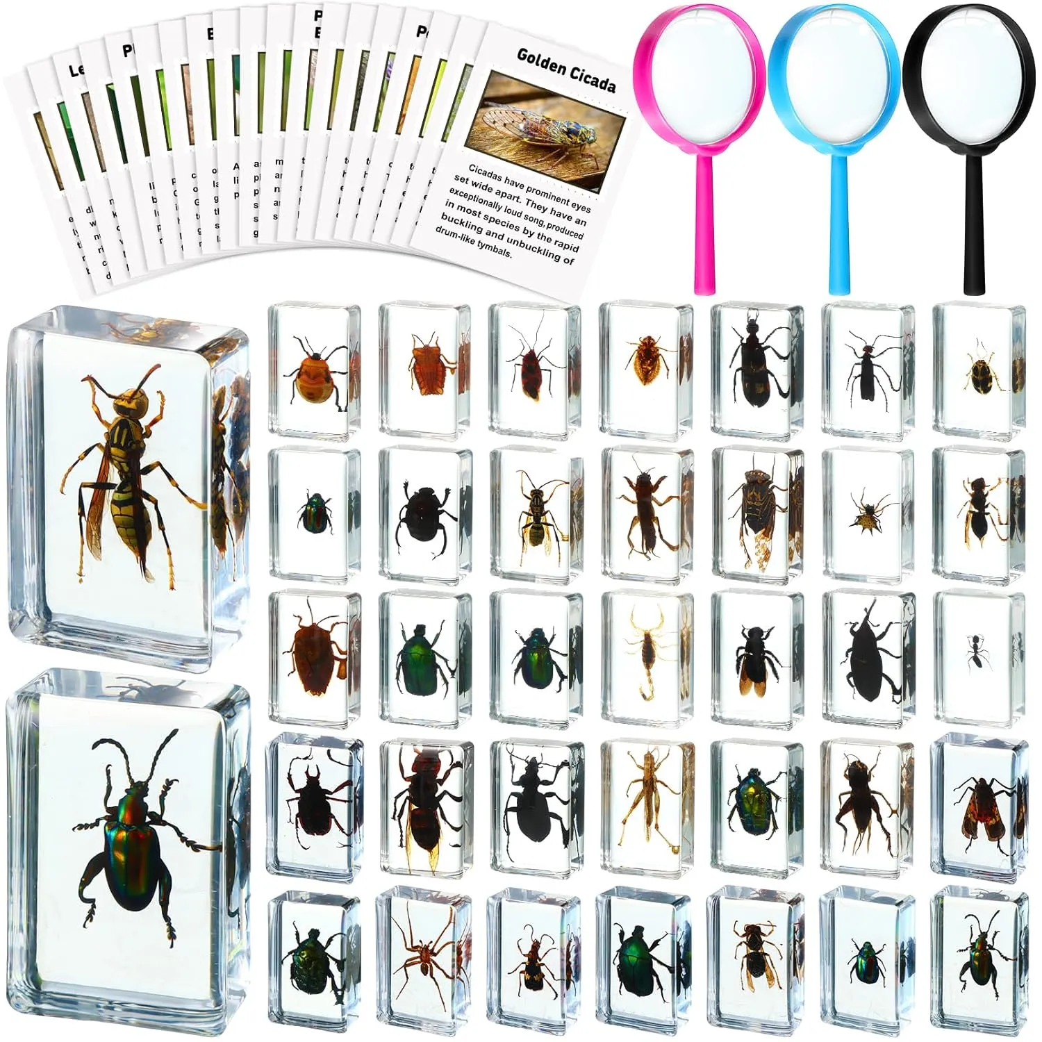 36 Pcs Insect in Resin Specimen Bugs Discovery Kit Collection Paperweight Bug with Information Flash Cards Preserved in Resin with 3 Magnifier for Scientific Educational Display Supplies